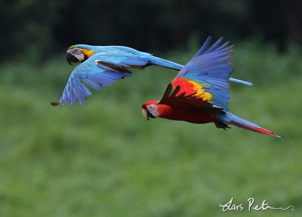 CAPTIVE Blue-and-yellow and Scarlet Macaw